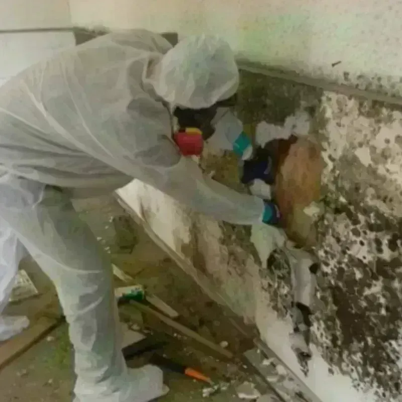 Mold Remediation and Removal in Troy, KS